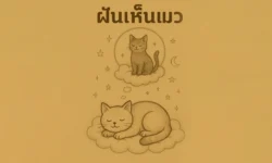 ฝันเห็นแมว ทำนายฝันเกี่ยวกับเพื่อนหรือศัตรูใกล้ตัว